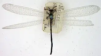 Neuroleon sansibaricus