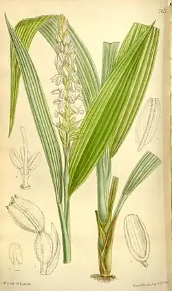 Neuwedia griffithii  Ботаническая иллюстрация из книги Curtis’s botanical magazine vol. 121 ser. 3 nr. 51 tabl. 7245, 1895 г.