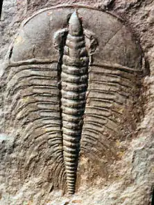 Трилобит Nevadia