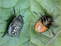 Личинки четвёртого возраста