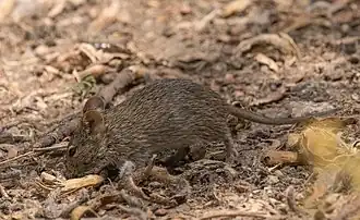 Травяная мышь (Пражский зоопарк)