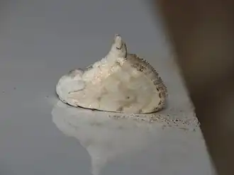 Niphopyralis chionesis