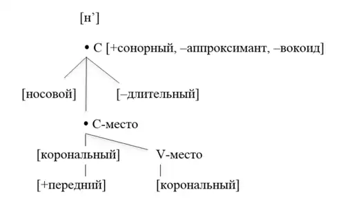 Геометрия признаков мягкого дентального носового сонорного [н'