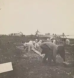 Александр Тронтхейм и доставленные им ездовые собаки в Хабарово