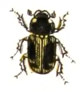 Nobius serotinus