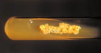 Колонии Nocardia asteroides