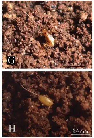 Самец Nocticola gonzalezi (вверху) и самка (внизу)