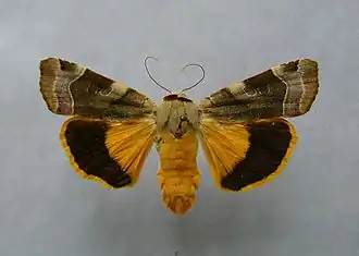 Noctua fimbriata
