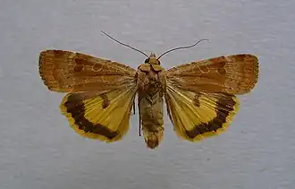 Noctua interposita