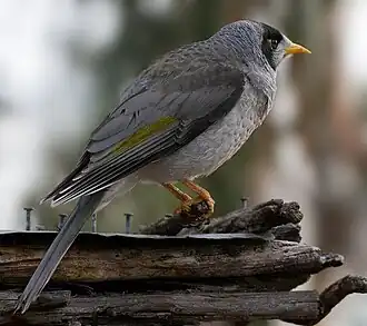 Черношапочная манорина