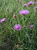 Василёк луговой (Centaurea jacea)