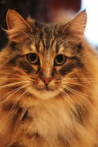 Норвежская лесная кошка