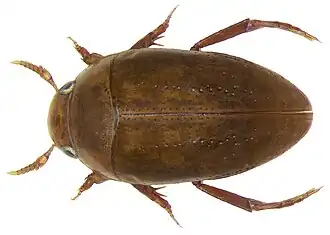 Обыкновенный толстоус