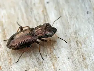 Notiophilus palustris
