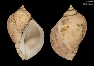 Раковины Nucella freycinetii