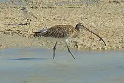 Большой кроншнеп