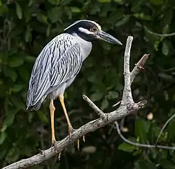Желтоголовая кваква (Мексика)