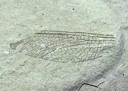 Крыло ископаемого Nymphes georgei, 50 млн лет, США