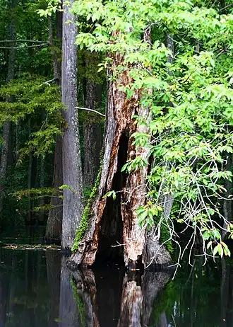 Нисса водная