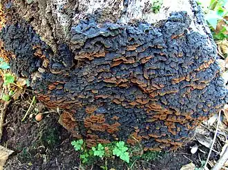 Hymenochaete rubiginosa