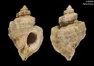 Раковина Ocinebrellus inornatus