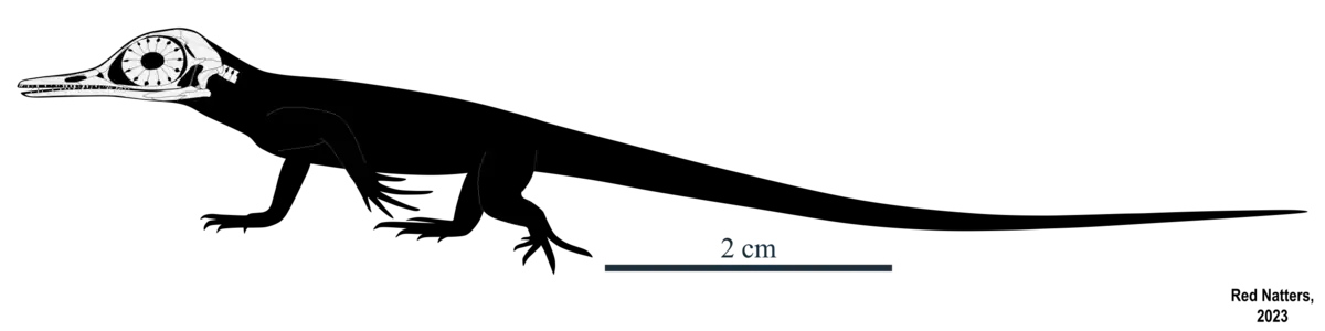 Скелетная реконструкция Oculudentavis khaungraae