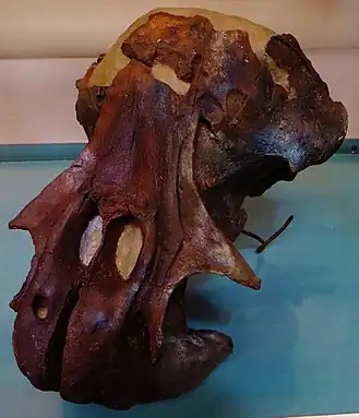 Череп самки из Национального музея естествознания (Париж)