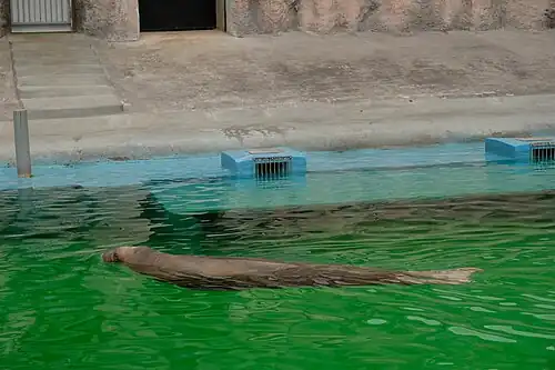 Морж в ижевском зоопарке