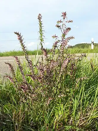 Зубчатка обыкновенная