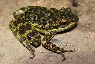 Odontobatrachus natator