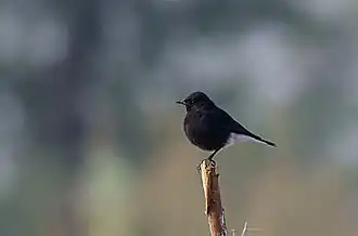 Самец каменки в морфе opistholeuca