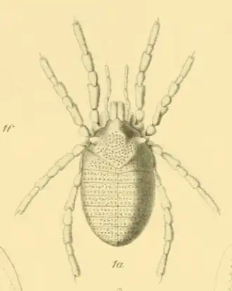 Ogovea grossa