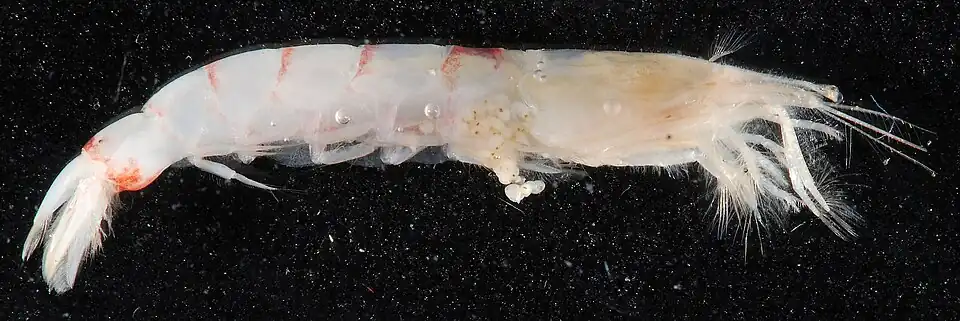 Ogyrides alphaerostris