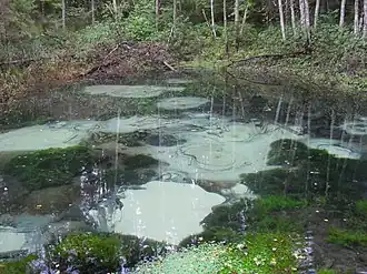 Источники Саула Синиалликад