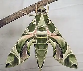 Дафнис (род)