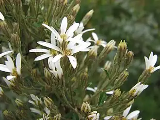 Цветущая Olearia erubescens в национальном парке Кинглейк (Виктория, Австралия)