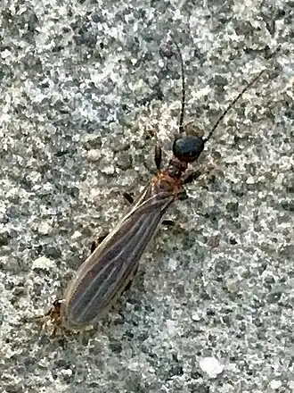 Oligotoma saundersii, самец