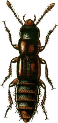 Olisthaerus megacephalus