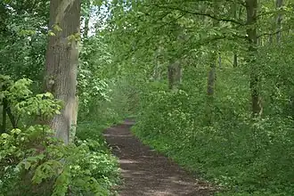 Лес в окрестностях Хагестейна