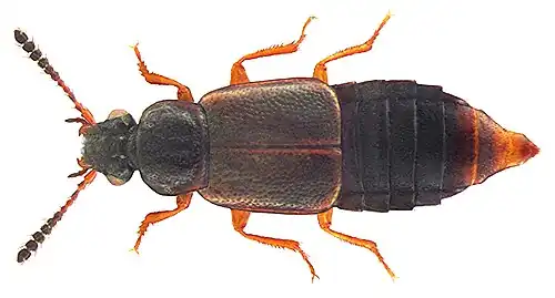 Omalium rugatum