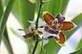 Oncidium Colmanara Jungle Monarch, цветок крупным планом