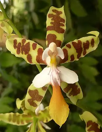 Oncidium hintonii