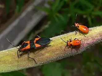 Oncopeltus fasciatus