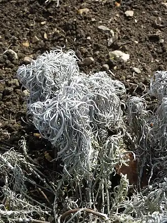 Оносма многолистная