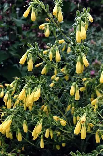 Оносма крымская (Onosma taurica)