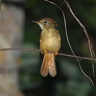Onychorhynchus coronatus