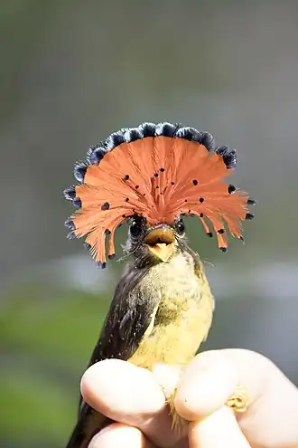 Амазонский венценосный мухоед имеет хохол в виде поперечного веера