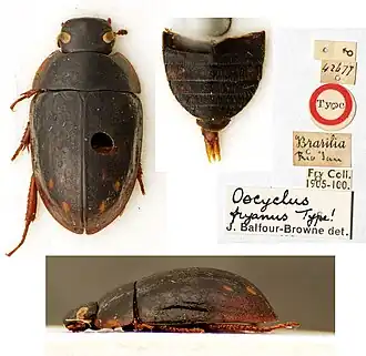 Oocyclus fryanus, голотип