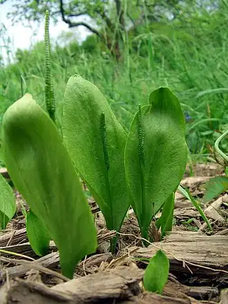 Ужовник обыкновенный.Общий вид группы растений.Саар, Германия