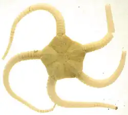 Ophiopleura borealis